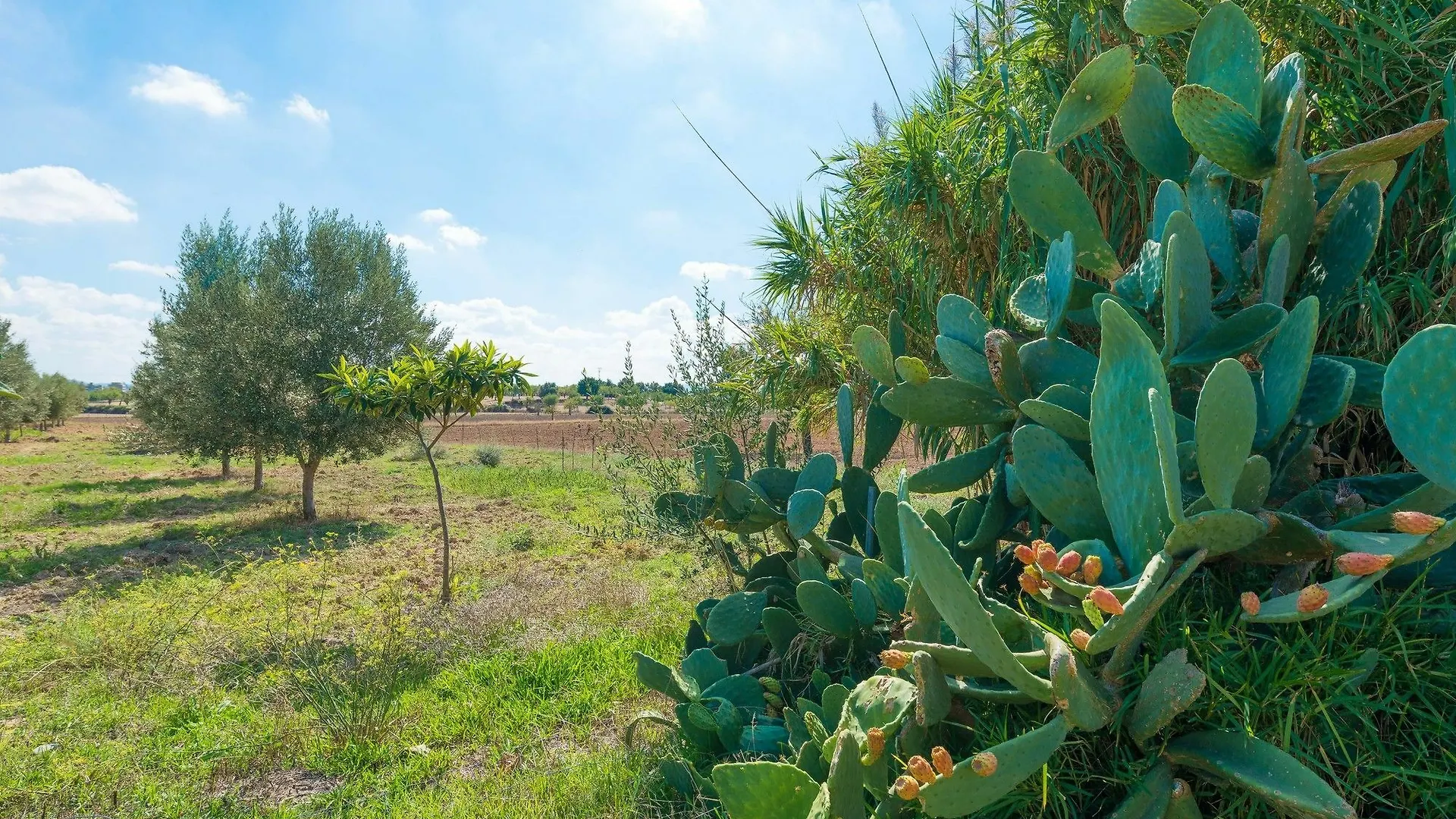Villa Granja インカ スペイン