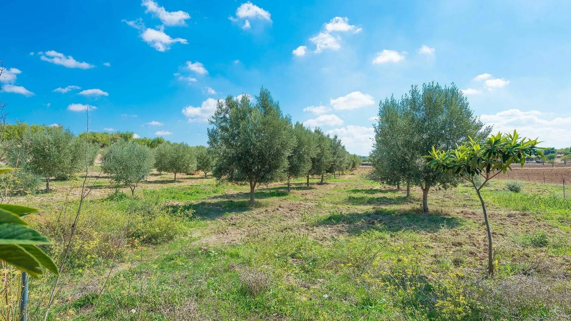 אינקה Villa Granja